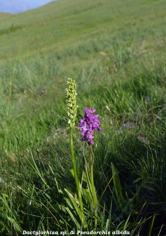 Monte Doro e Cima della Laghetta, le orchidee e i loro ambienti - luglio 2025.